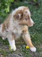 Canyon, a male Australian Shepherd for sale in Wytheville, VA – Photo 3 of 5