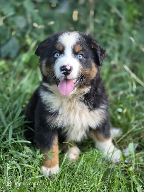 Rocky (❤️) – Australian Shepherd puppy for sale in Wytheville, VA