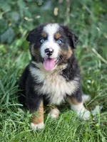 Rocky (❤️), a male Australian Shepherd for sale in Wytheville, VA – 1 of 9