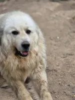 Thor (AKC), a male Great Pyrenees for sale in Wytheville, VA – 4 of 4