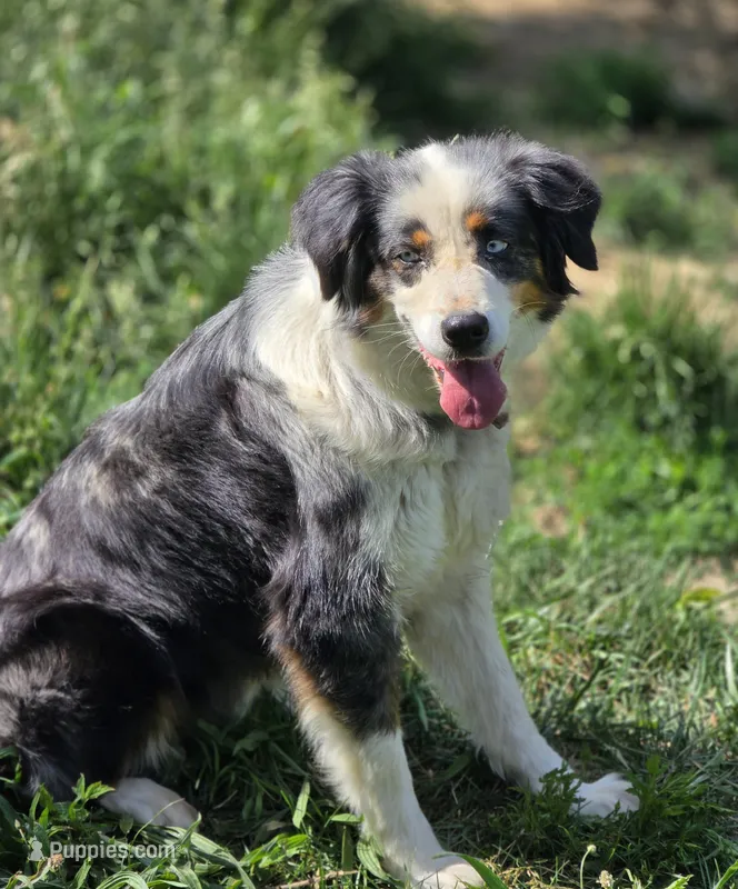 Jewel – Australian Shepherd puppy for sale in Wytheville, VA