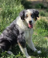 Jewel, a female Australian Shepherd for sale in Wytheville, VA – 1 of 3