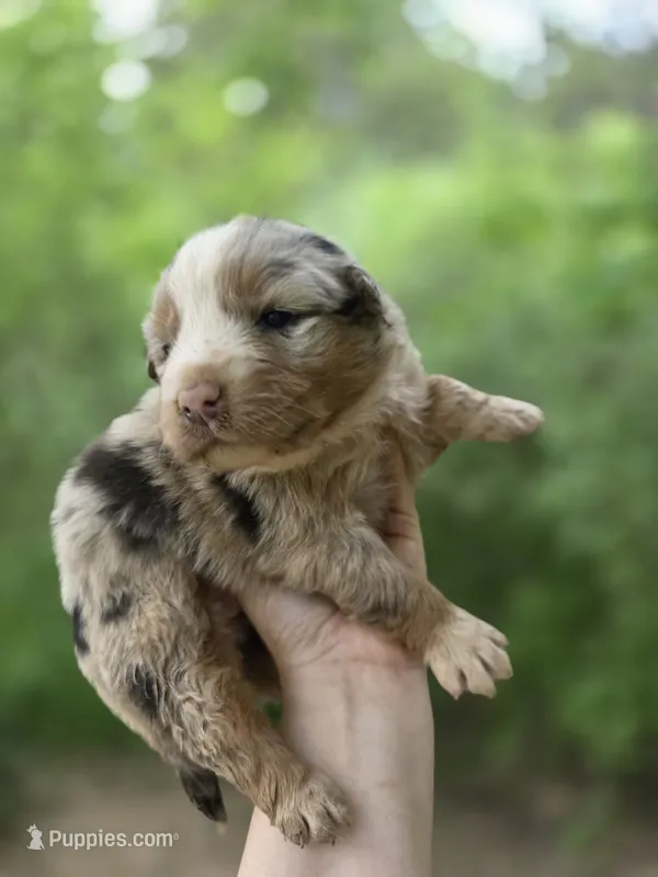 Akira – Australian Shepherd puppy for sale in Wytheville, VA