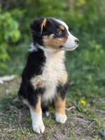 Ellie, a female Australian Shepherd for sale in Wytheville, VA – Photo 3 of 5