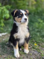 Ellie, a female Australian Shepherd for sale in Wytheville, VA – Photo 1 of 5