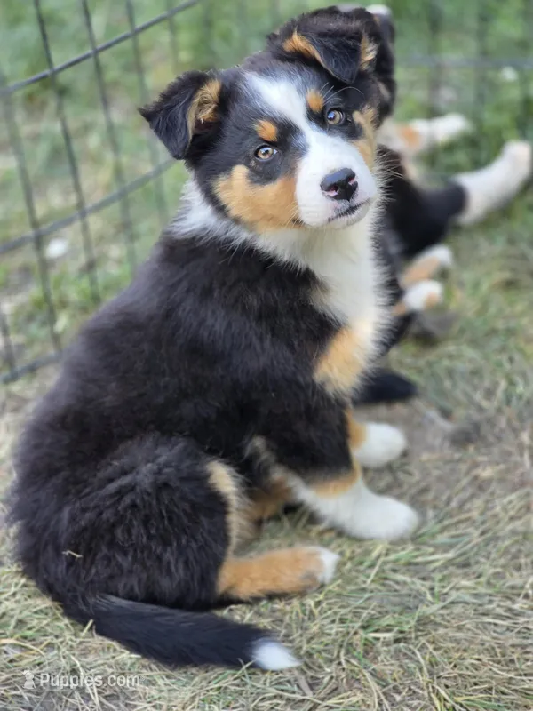 Ellie (Stunning💕) – Australian Shepherd puppy for sale in Wytheville, VA