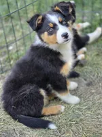 Ellie (Stunning💕), a female Australian Shepherd for sale in Wytheville, VA – 1 of 6