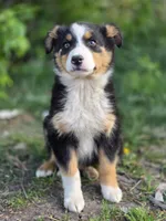 Ellie, a female Australian Shepherd for sale in Wytheville, VA – Photo 2 of 5
