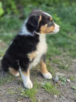 Ellie, a female Australian Shepherd for sale in Wytheville, VA – Photo 4 of 5