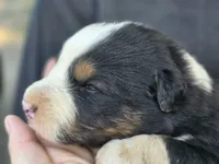 Rocky, a male Australian Shepherd for sale in Wytheville, VA – 5 of 8