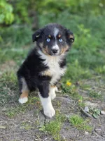 Bella, a female Australian Shepherd for sale in Wytheville, VA – Photo 2 of 5