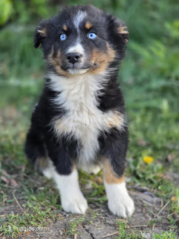 Bella – Australian Shepherd puppy for sale in Wytheville, VA