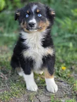 Bella, a female Australian Shepherd for sale in Wytheville, VA – Photo 1 of 5
