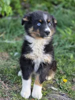 Bella, a female Australian Shepherd for sale in Wytheville, VA – Photo 3 of 5