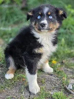 Bella, a female Australian Shepherd for sale in Wytheville, VA – Photo 4 of 5