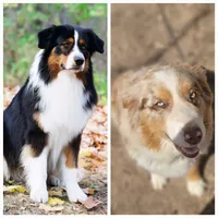 Smokey, a male Australian Shepherd for sale in Wytheville, VA – Photo 7 of 7