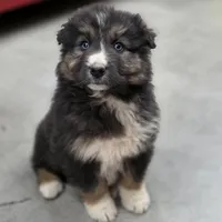 Smokey, a male Australian Shepherd for sale in Wytheville, VA – Photo 5 of 7