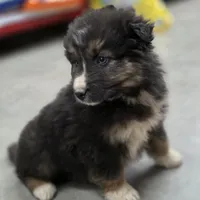 Smokey, a male Australian Shepherd for sale in Wytheville, VA – Photo 4 of 7