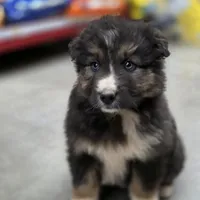 Smokey, a male Australian Shepherd for sale in Wytheville, VA – Photo 6 of 7
