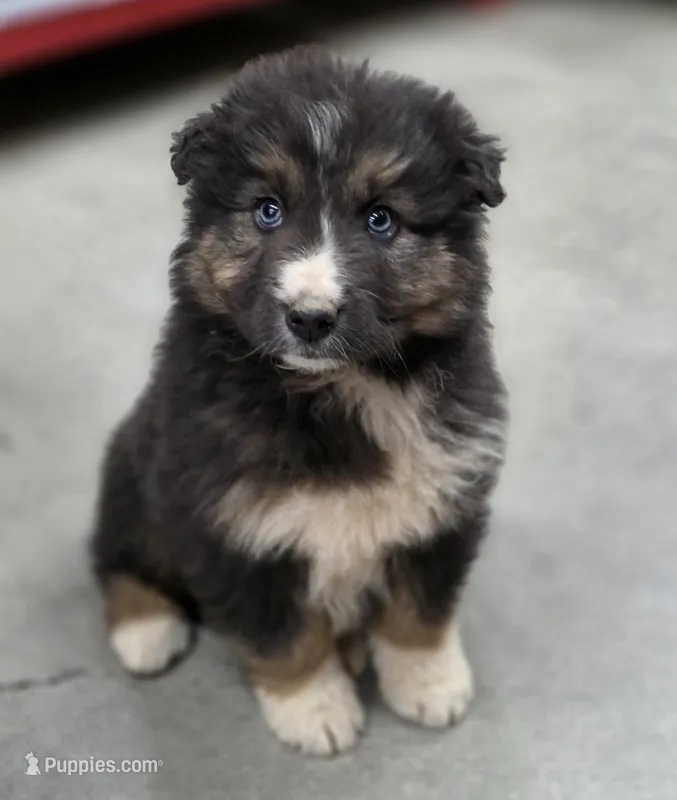 Smokey – Australian Shepherd puppy on hold in Wytheville, VA