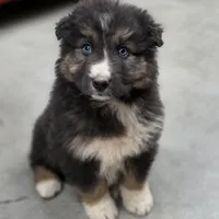Smokey, a male Australian Shepherd for sale in Wytheville, VA – Photo 1 of 7