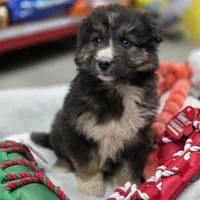 Smokey, a male Australian Shepherd for sale in Wytheville, VA – Photo 3 of 7