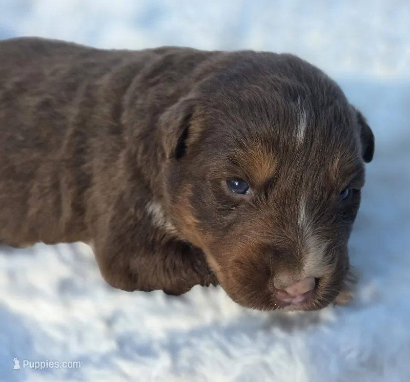 Indie – Australian Shepherd puppy for sale in Wytheville, VA