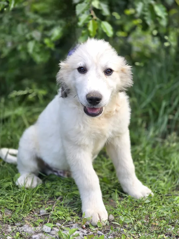 Koda (💙) – Great Pyrenees puppy for sale in Wytheville, VA