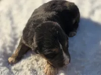 Jax, a male Australian Shepherd for sale in Wytheville, VA – 7 of 9