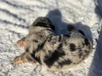 Akira, a female Australian Shepherd for sale in Wytheville, VA – 3 of 6