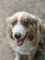 Indie (💜), a female Australian Shepherd for sale in Wytheville, VA – 9 of 10