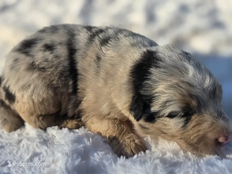 River – Australian Shepherd puppy for sale in Wytheville, VA