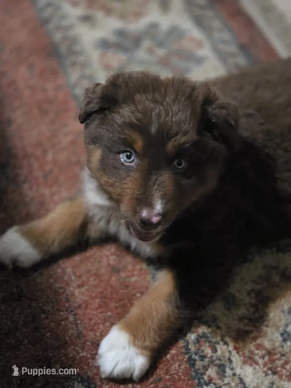Indie (💜) – Australian Shepherd puppy for sale in Wytheville, VA