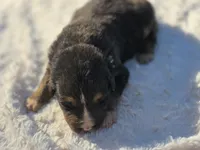 Jax, a male Australian Shepherd for sale in Wytheville, VA – 8 of 9