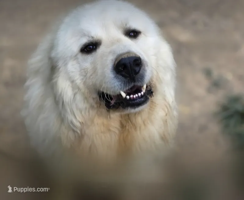 Thor (AKC) – Great Pyrenees puppy for sale in Wytheville, VA