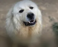 Thor (AKC), a male Great Pyrenees for sale in Wytheville, VA – 1 of 4