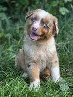 Whiskey  ( 💙), a male Australian Shepherd for sale in Wytheville, VA – 2 of 8
