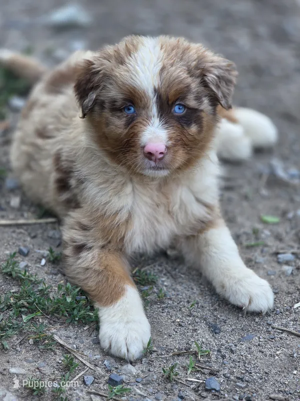 Whiskey  ( 💙) – Australian Shepherd puppy for sale in Wytheville, VA
