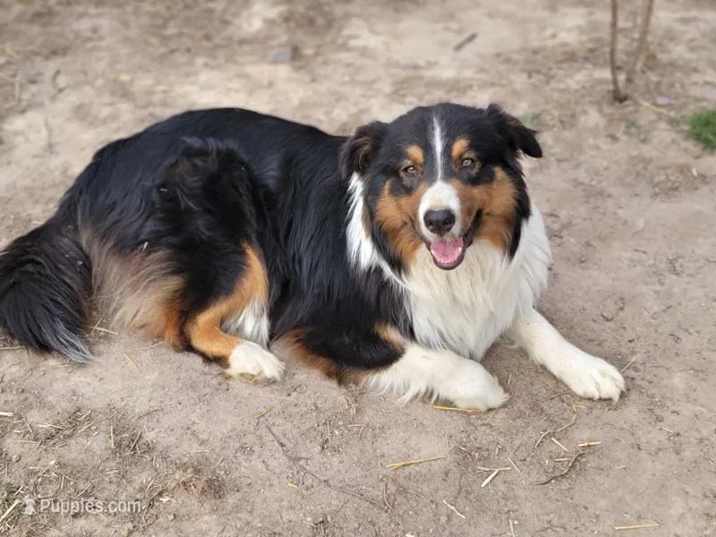 PePe (with tail) – Australian Shepherd puppy for sale in Wytheville, VA