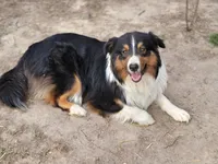 PePe (with tail), a male Australian Shepherd for sale in Wytheville, VA – 2 of 2