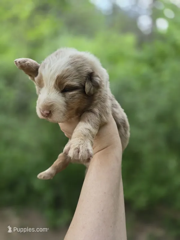 Sienna (🩷) – Australian Shepherd puppy for sale in Wytheville, VA