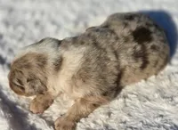 Whiskey , a male Australian Shepherd for sale in Wytheville, VA – 5 of 7