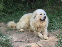 Thor (AKC), a male Great Pyrenees for sale in Wytheville, VA – 3 of 4