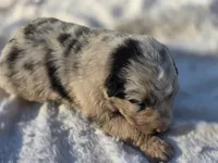 Akira, a female Australian Shepherd for sale in Wytheville, VA – 4 of 6