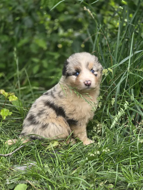 River (🩵) – Australian Shepherd puppy for sale in Wytheville, VA