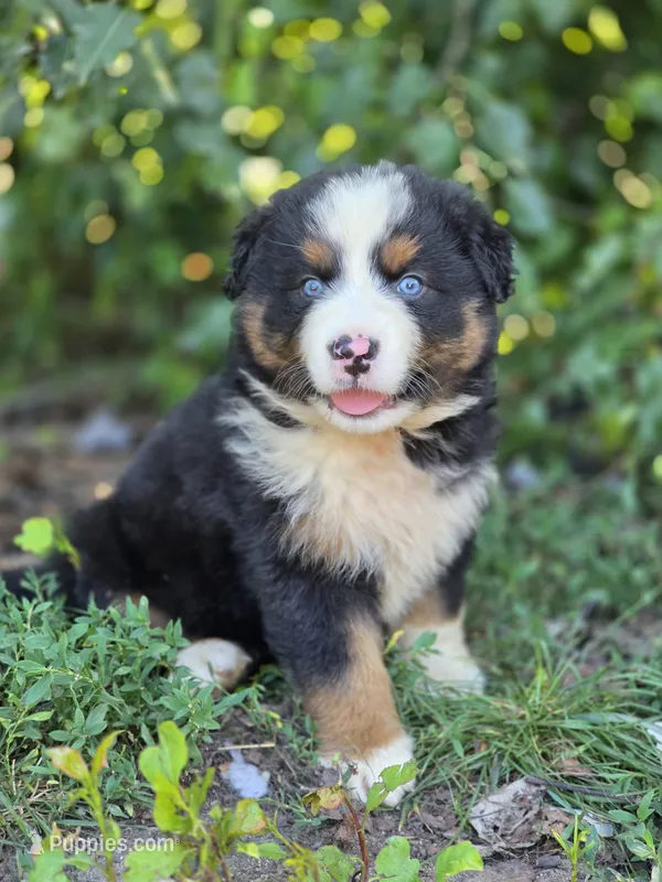 Rocky (❤️) – Australian Shepherd puppy for sale in Wytheville, VA