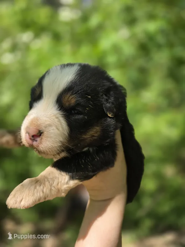 Rocky – Australian Shepherd puppy for sale in Wytheville, VA
