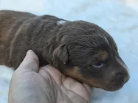 Indie, a female Australian Shepherd for sale in Wytheville, VA – 8 of 10