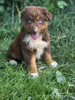 Indie (💜), a female Australian Shepherd for sale in Wytheville, VA – 3 of 10