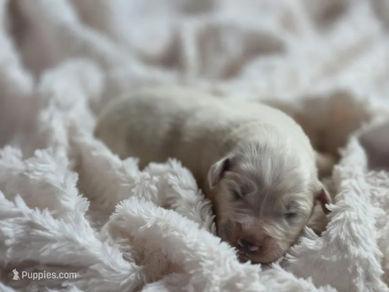 Wren (AKC) – Great Pyrenees puppy for sale in Wytheville, VA